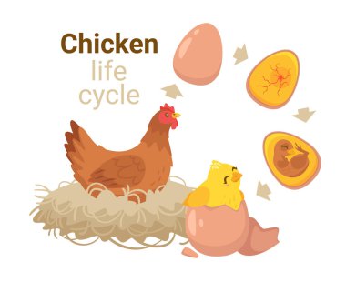 Yumurtadan çıkma sürecinin eğitici illüstrasyonu.