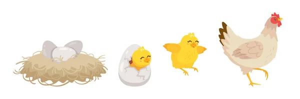 Hatching process. Vector cartoon illustration. White background. — 图库矢量图片
