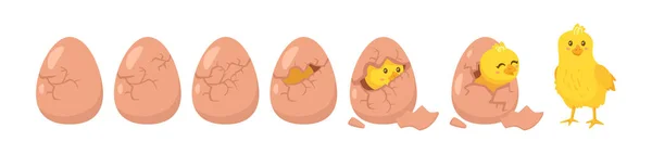 Hatching process. Vector cartoon illustration. White background. — Stock Vector