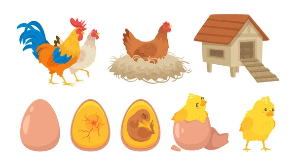 Hatching process set. Chick, chicken, henhouse, rooster — Stock Vector