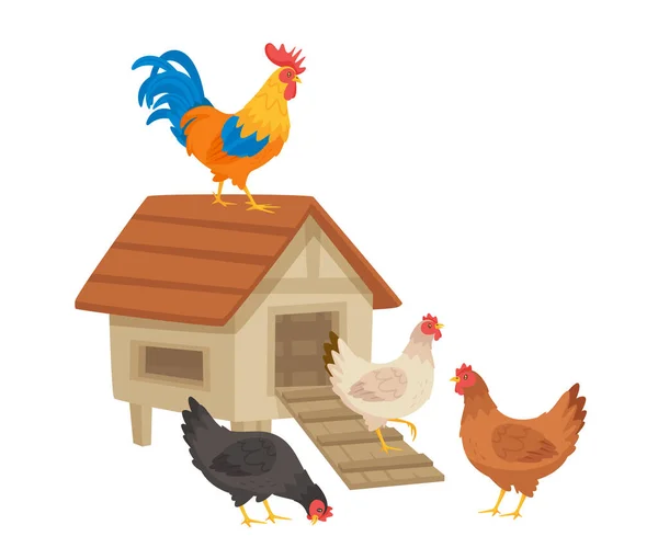 Κοτόπουλο ευτυχισμένη οικογένεια. Εικονογράφηση διανύσματος. Λευκό φόντο. — Διανυσματικό Αρχείο