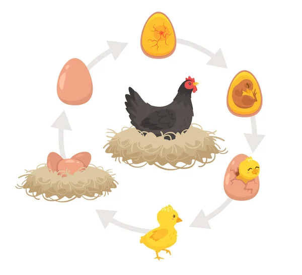 Kids educational scheme of the hatching process. — Stock Vector