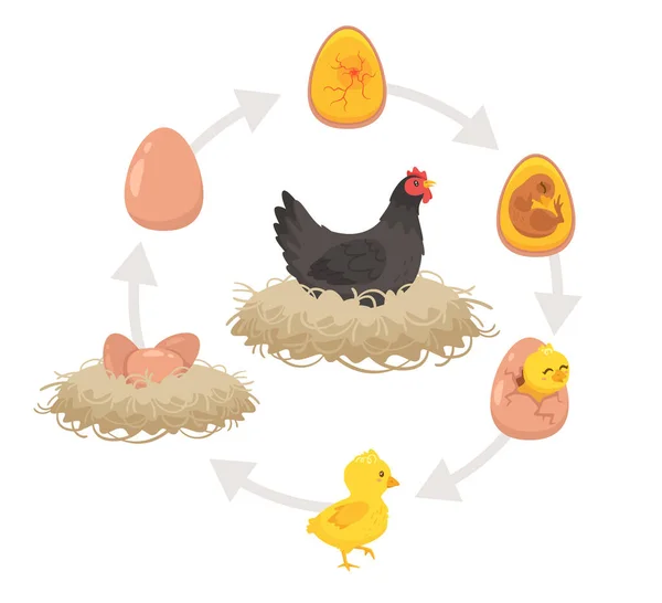 Детская образовательная схема процесса вылупления. — стоковый вектор