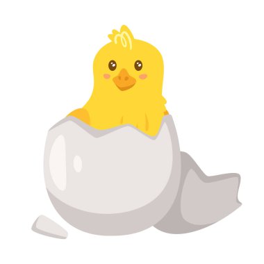 Sarı civciv kabuktan kurtulur