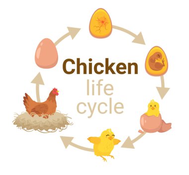 Yumurtadan çıkma sürecinin çocuk eğitim şeması.