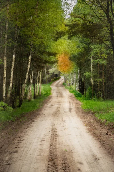 Sıcak bir yaz gününde, güzel huş ağaçları arasında bir orman yolu.