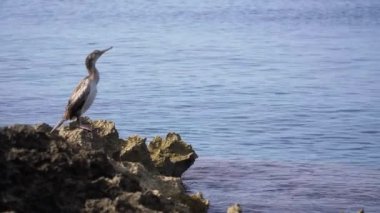 Su kenarındaki keskin bir kayanın üzerinde deniz kuşu tüylerini temizliyor..