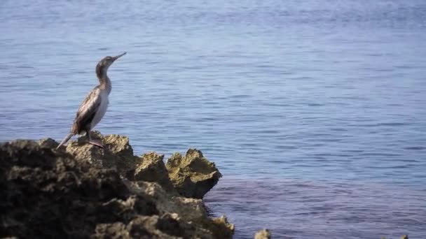 Mořský pták čistí peří na ostré skále u vody. — Stock video