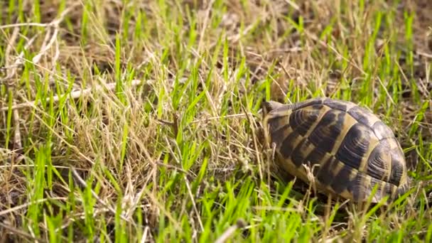 Mały żółw czołga się powoli w trawie — Wideo stockowe
