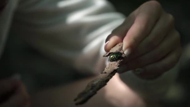 Жінка тримає яскравий жук на паличці — стокове відео