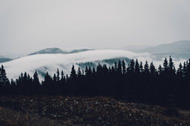 Dağlarda sis, gökyüzünde doğa bulutu, ağaç manzarası, günbatımı.
