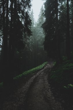 Dağlarda sis, gökyüzünde doğa bulutu, ağaç manzarası, günbatımı.