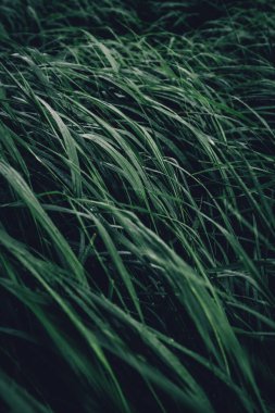 Doğa çiçekli duvar kâğıdı desenli desen desenli eski model çimen.