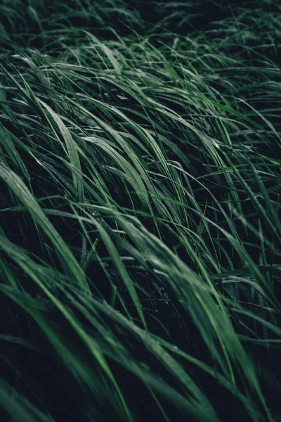 Doğa çiçekli duvar kâğıdı desenli desen desenli eski model çimen.