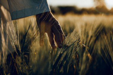 golden wheat field grass art hand