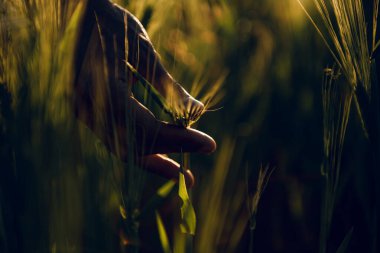 golden wheat field grass art hand