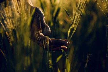 golden wheat field grass art hand
