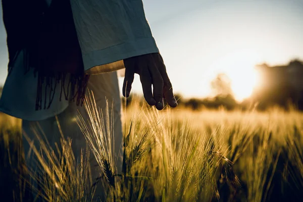 Golden Wheat Field Grass Art Hand — 스톡 사진