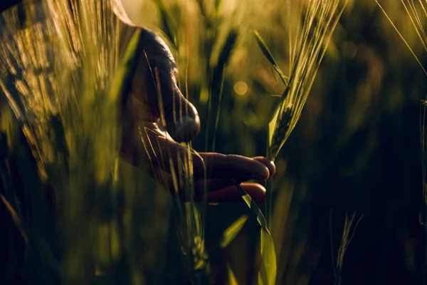 golden wheat field grass art hand