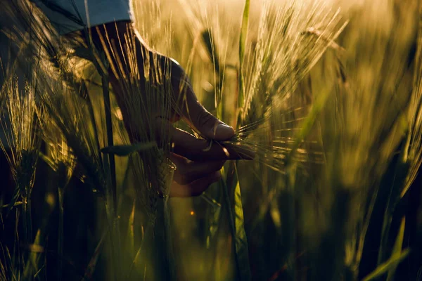 golden wheat field grass art hand