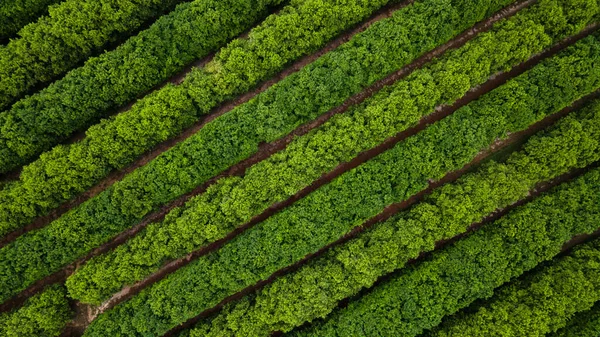 alanın havadan görünümü