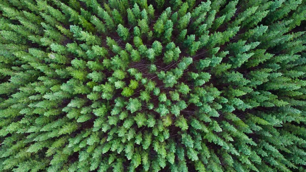 Havadan görünümü çam ağaçları