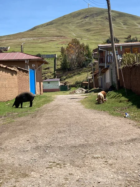 Cerditos Alimentandose Del Pasto Caminando Por Las Calles Pueblo Rural — Foto de Stock