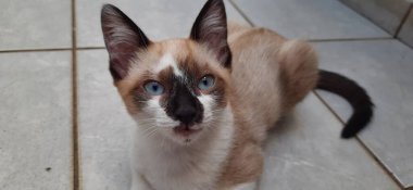 Mavi gözlü kedi yavrusu yakın plan, yere otur ve yukarı bak.