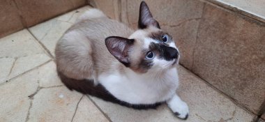 Bej ve beyaz, mavi gözlü bir kedi yavrusu, yerde oturuyor, merdivenlerin yanında, yukarı bakıyor..