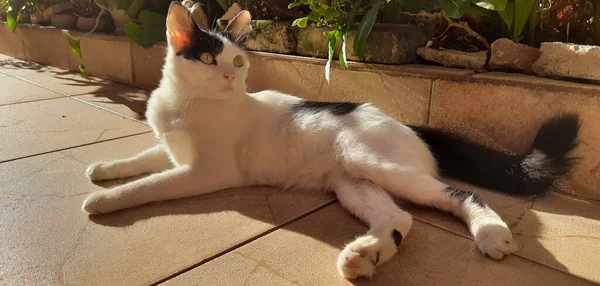 Eine Weiße Und Schwarze Katze Liegt Faul Auf Dem Boden Stockfoto