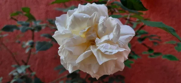 Close Rosa Branca Com Algumas Gotas Água Perto Uma Parede — Fotografia de Stock