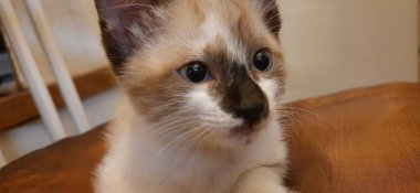 Bej ve beyaz, mavi gözlü kedi yavrusu yakın plan, kahverengi yastığın üzerinde yatıyor..