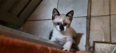 Bej ve beyaz, mavi gözlü kedi yavrusu, tatlı ve narin bakışlı, kapı pervazına tırmanıyor..