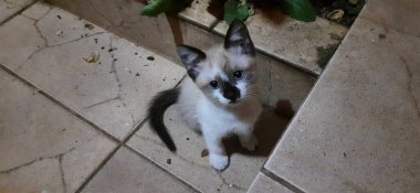 Bej ve beyaz, mavi gözlü kedi yavrusu, gözlerinde narin bir bakış, yere otur..