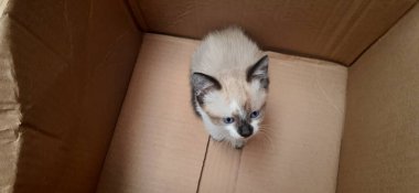Karton bir kutunun içinde bej ve beyaz mavi gözlü bir kedi yavrusu..