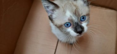Bej ve beyaz, mavi gözlü kedi yavrusu, karton bir kutunun içinde..
