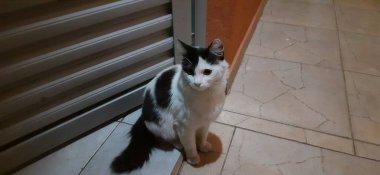 Beyaz ve siyah bir kedi gece bir kapının yanında oturur ve sola bakar..