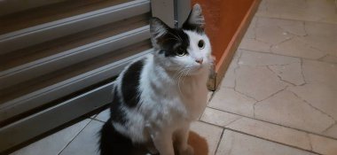 Beyaz, siyah, sarı gözlü bir kedi, gece vakti yerde tek başına oturur ve gri bir kapının önünde bakar..