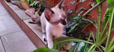 Bej ve beyaz, mavi gözlü bir kedi yavrusu. Bitkiler ve kayalarla duruyor. Pençesi bir yaprağa dokunuyor..