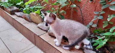 Bej ve beyaz, mavi gözlü kedi yavrusu. Bitkiler ve kayalarla duruyor..