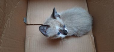 Karton bir kutunun içinde bej, beyaz, mavi gözlü bir kedi yavrusu..