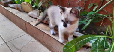 Bej ve beyaz, mavi gözlü kedi yavrusu. Bitkiler ve kayalarla duruyor..