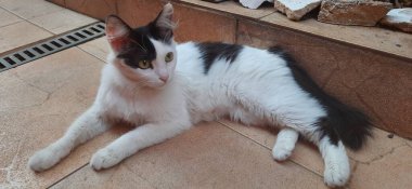 Sarı gözlü, beyaz ve siyah kedi, açık havada, yerde yatıyor, küçük kayaların yanında..