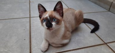 Mavi gözlü kedi yavrusu yere otur ve ileriye bak..