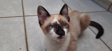 Mavi gözlü kedi yavrusu yakın plan, yere otur ve yukarı bak.