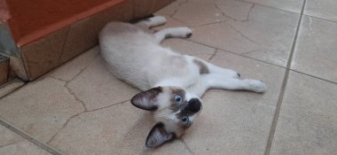 Mavi gözlü bej kedicik yerde yatıyor..