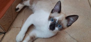 Mavi gözlü bej kedicik yerde yatıyor..