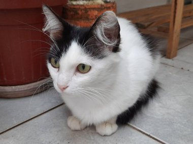 Sarı gözlü, beyaz ve siyah bir kediye yakın plan, dışarıda, yerde otur..