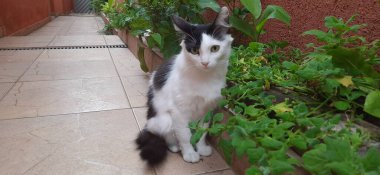 Açık havada, sarı gözlü beyaz ve siyah kedi, küçük bir bahçenin bitkilerinin yanında oturur..