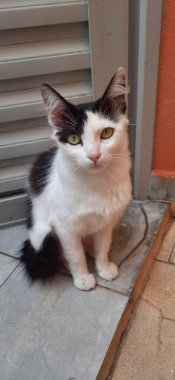 Beyaz ve siyah kedi yere oturup kameraya bakıyor..